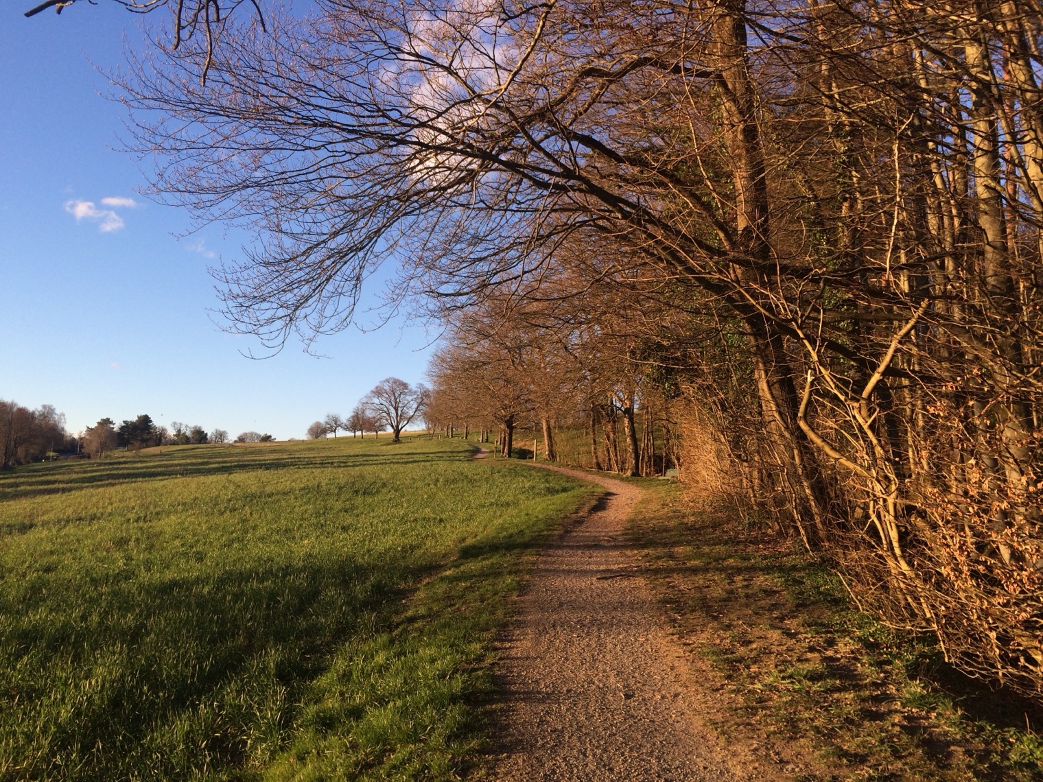 Waldweg auf der Allmend Zollikon